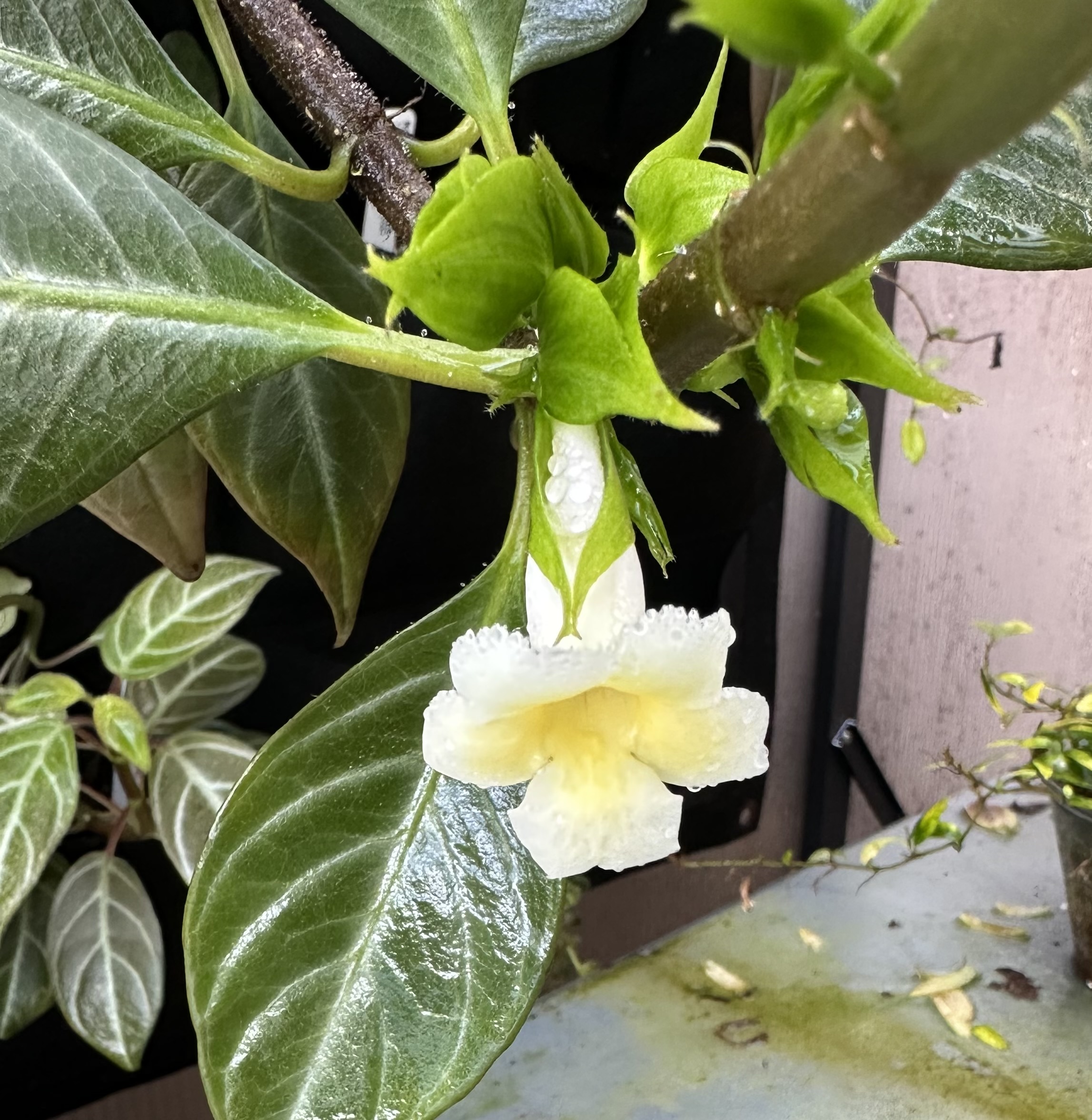 http://www.cloudjungle.com/cloudjungle/gesneriaceae/drymonia/drymonia%20ecuadorensis%20GRE16485 flower2.jpeg